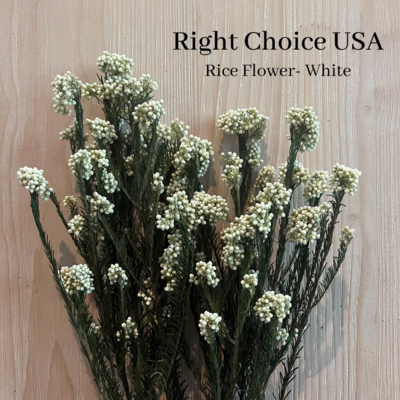 Rice Flower- Preserved-White
