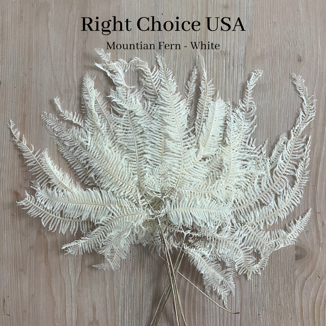Mountain Fern - White