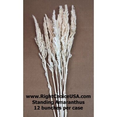 Amaranthus STANDING - Bleached White - Imported