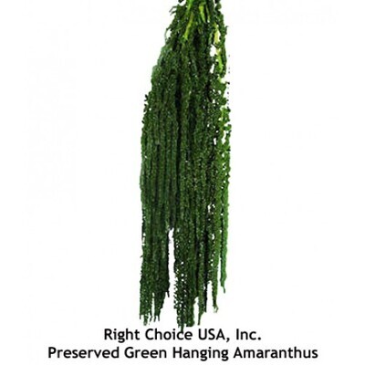 Hanging Amaranthus - Dark green