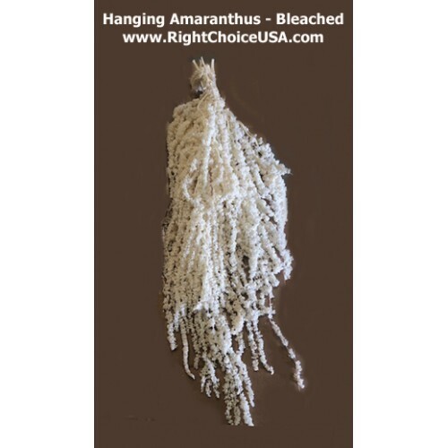 Hanging Amaranthus - Bleached White