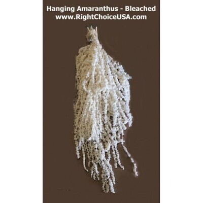 Hanging Amaranthus - Bleached White