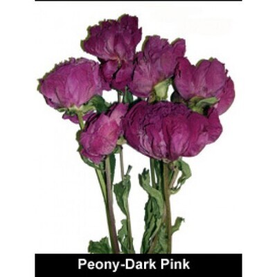 Peonies - Dark Pink (ETA approx. June/ July)