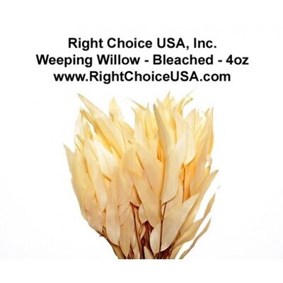 Weeping Willow Eucalyptus - Bleached