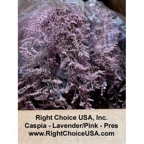 Caspia - Lavender-SOLD OUT 
Pre-book for mid/end of June