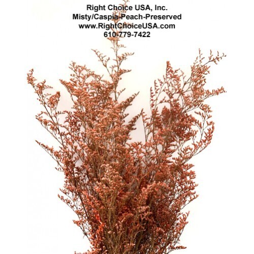 Caspia - Peach - SOLD OUT - Pre-book for mid/end of June