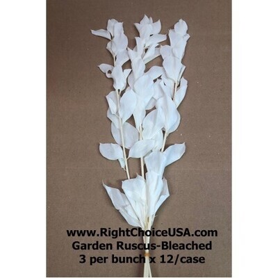 Garden Ruscus-Bleached