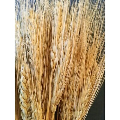 Bearded wheat- Natural Gold