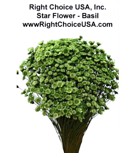 Star Flower - Basil Green