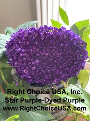 Star Flower - Purple