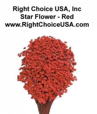 Star Flower - Red