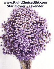 Star Flower - Lavender