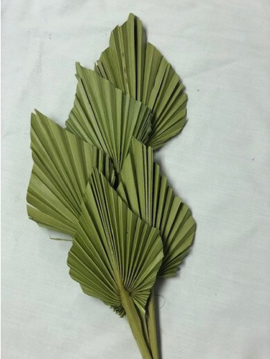 Palm Spears - Dyed Green