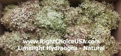 Hydrangea (NATURAL) - Limelights