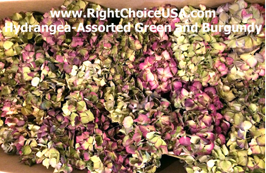 Hydrangea (NATURAL) Burgundy Macrophylla - 120 stem per case