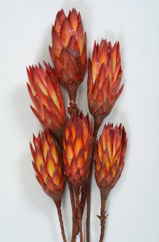 Protea Repens-Red