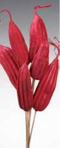 Jinga - Red on stems - 6 pc/bu x 12 per case