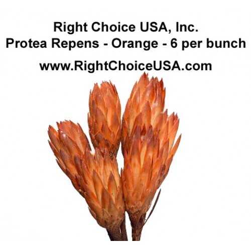 Protea Repens-Orange