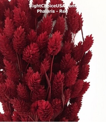 Phalaris - Dyed Red