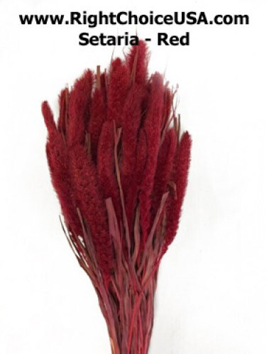 Setaria - Dyed Red