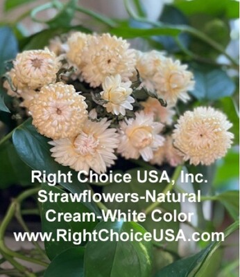 Strawflowers - Assorted Cream/Blush Colors (ETA approx. July/ Aug)