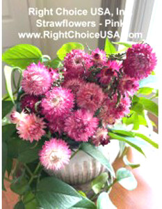 Strawflowers - Assorted Pink Colors