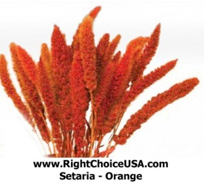 Setaria - Dyed Orange