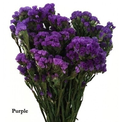 Sinuata Statice - Assorted Purples