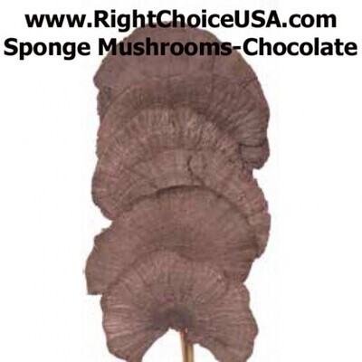 Sponge Mushrooms on Stems- Chocolate