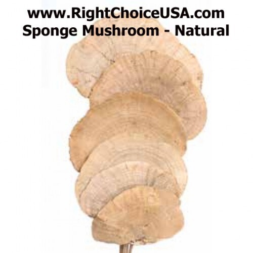 Sponge Mushrooms on Stems- Natural
