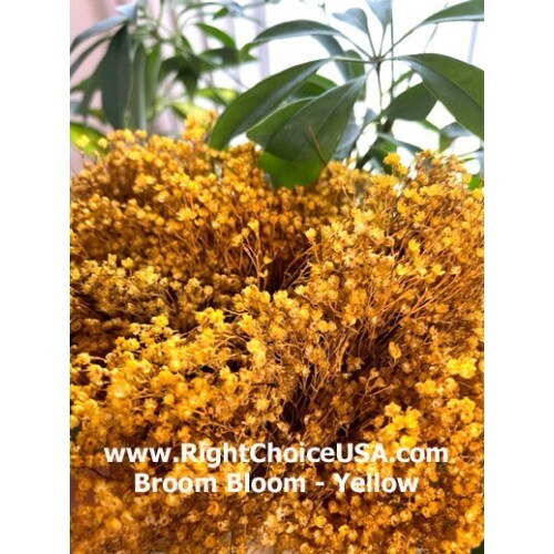 Broom Bloom-  Yellow