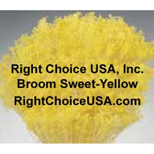 Sweet Bloom- Bright Yellow x 15/cs