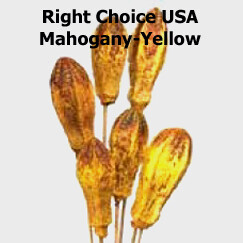 Mahogany Pods on Stems- Yellow