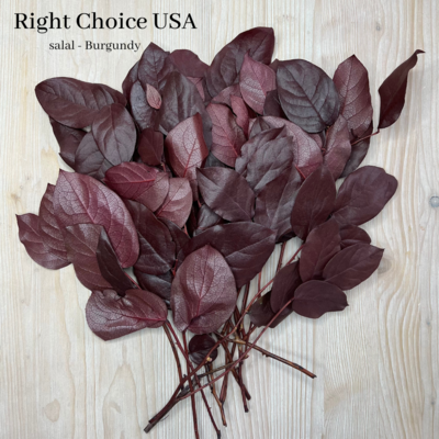 Salal Lemon Leaf- Burgundy-Preserved