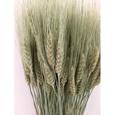 Bearded Wheat- Sage green-Natural