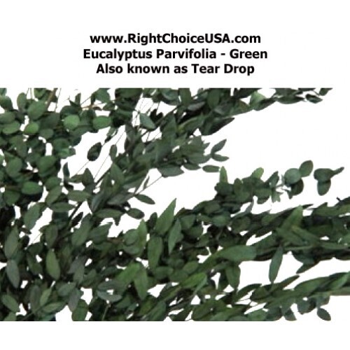 Tear Drop (Parvafolia) - Pres Green Foliage (ETA approx. May/June)