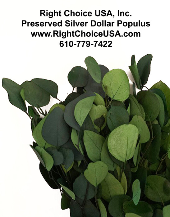 Silver Dollar Populus Eucalyptus-Green-Preserved