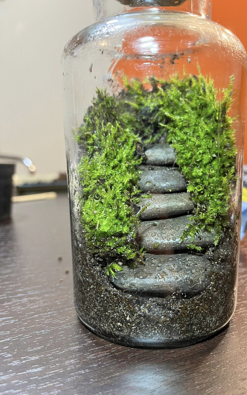 KIT TERRARIUM M