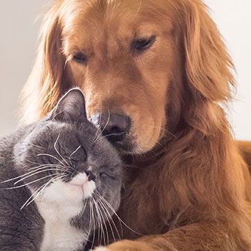 ACCESSORI PER ANIMALI