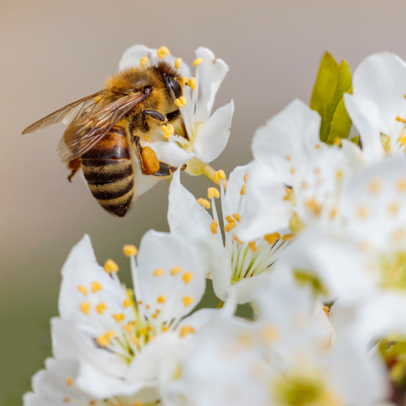 Analyse pollinique optimale (analyse pollinique quantitative, analyse organoleptique et conductivité élec.)