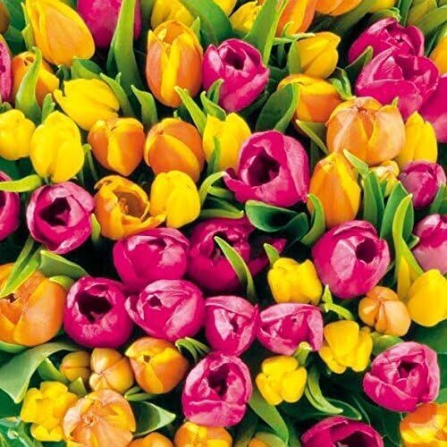 Servietten Tulpen 33x33cm 3-lagig, Tulips-  Blumen - Pflanzen als Serviette Lunch Party als Tischdeko - Decoupage - Serviettentechnik, Ambiente