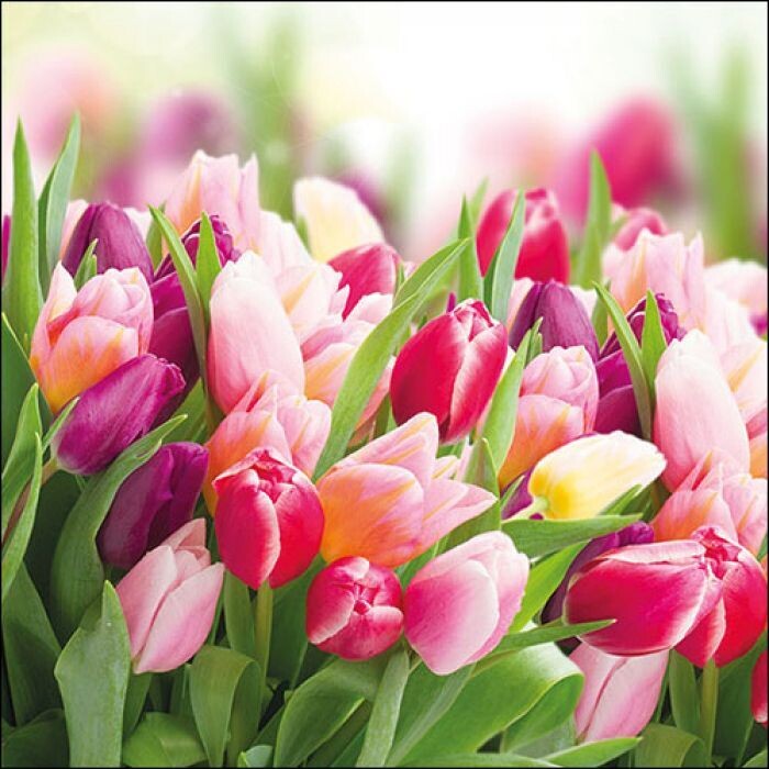 Glorious tulips FSC Mix, 20 Stück Papierservietten, 3-lagig ca. 33cm