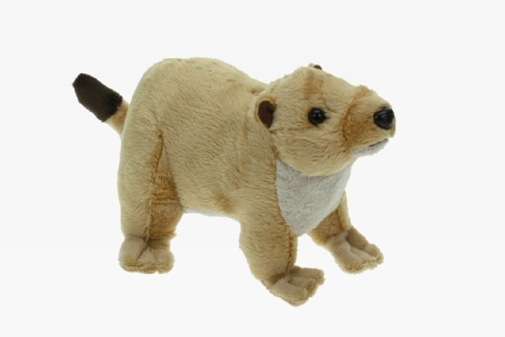 cornel 1017228 Präriehund