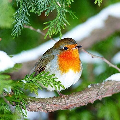 20 Servietten  Weihnachtsserviette, Robin im Baum , 33x33 cm - Ambiente
