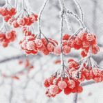 512109 Iced Berries 20 Servietten, 25 cm