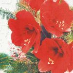 511915 Red Amaryllis 20 Servietten, 25 cm