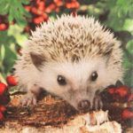 211277 Barnie Igel hedgehog 20 Servietten, 33 cm, Tischdeko, Serviettentechnik, Decoupage geeignet. 211277 Barnie Igel hedgehog 20 Servietten, 33 cm, Tischdeko, Serviettentechnik, Decoupage geeignet.