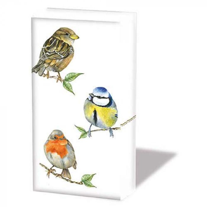 Hdkf Bird species white
