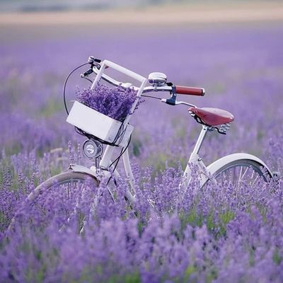 20 Servietten Ambiente Fahrrad , Lavenderfeld, Lavendel , Sommer Blumen -Tischdeko , Decoupage , Serviettentechnik 33x33cm - 3 lagig 20 Servietten Ambiente Fahrrad , Lavenderfeld, Lavendel , Sommer Blumen -Tischdeko , Decoupage , Serviettentechnik 33x33cm - 3 lagig