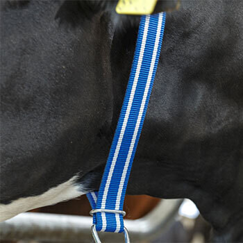 DeLaval Halsband für Kühe, XL